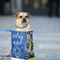 Over 1,200 vulnerable animals were seized by the ISPCA last year