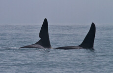 Two killer whales spotted off the coast of Kerry