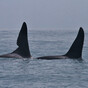 Two killer whales spotted off the coast of Kerry