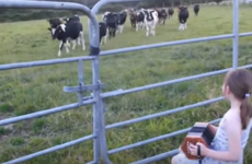 This little girl from Cork charmed the internet by playing her concertina for cattle