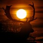 Good morning! Here's some beautiful images to start your day