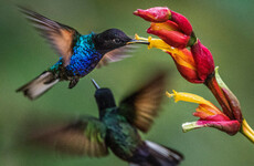 These are the best places in the world to go birdwatching