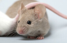 Cork hospital spends €30k on pest control after rodents were found in sink