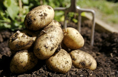 GIY: 'This St Patrick’s Day I will be out (as I am every year) sowing my spuds for the year'