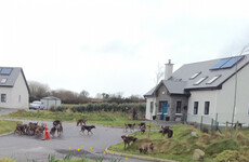 'It was gruesome': Fox torn apart by hunt hounds in the middle of Kerry housing estate