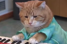 People are absolutely devastated about the untimely passing of Bento, the Keyboard Cat