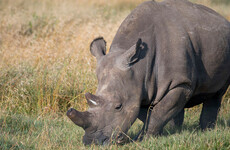 Last male northern white rhino dies in Kenya