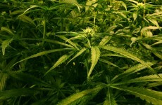 Gardaí seize cannabis worth €500k in Cavan