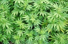 Latin America to California: Please don't decriminalise marijuana