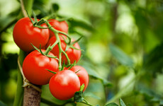 GIY: Secrets to growing your own juicy tomatoes