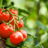 GIY: Secrets to growing your own juicy tomatoes