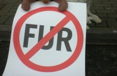 Leading actors call for ban on fur factory farming in Ireland