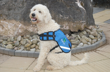 Lidl dog outlet harness