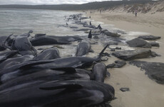 Rescuers struggle to save survivors after mass beaching of 135 whales in Australia