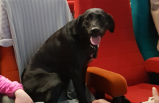The Light House Cinema held their dog-friendly screening this morning and it was almost TOO adorable