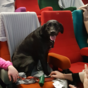 The Light House Cinema held their dog-friendly screening this morning and it was almost TOO adorable