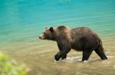 Hungry Russian bears pillage graveyards