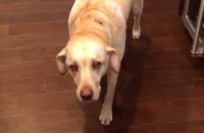 People cannot cope with the guilty head on this doggo who's just been caught rapid
