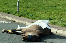 Gardaí launch investigation after horse dies on road in Cork housing estate