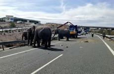 One elephant dies and others let loose after circus truck crashes on Spanish motorway