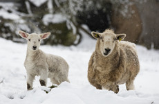 'Close to a national emergency' - Farmers hit by bad Easter weather call for help