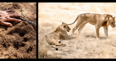 Turning the lion hunters into lion defenders
