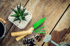 Michael Kelly’s top tips for putting food and food growing at the centre of your workplace