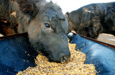 €1.5m allocated to support fodder imports in effort to ease feed crisis
