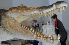 Ancient croc discovered in Dorset - and we had them here too
