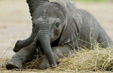 It's Friday, so here's a slideshow of baby elephants from around the world