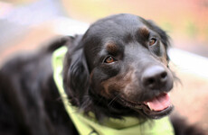 'It's about giving people rights': Assistance dogs could become exempt from dog licences