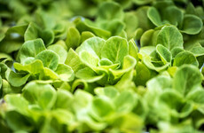 In the garden: 'I find that my system is craving fresh greens after a long winter'