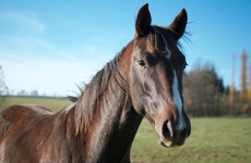 7,748 horses slaughtered for meat last year, with 64,074 horses slaughtered since 2012