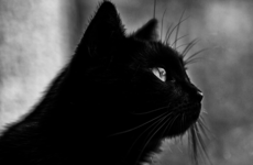 13 hugely important facts all superstitious people need to know about Friday the 13th