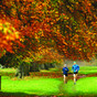 Living near a green space may not have any impact on obesity