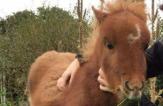 'She's our little baby': Sanctuary appeal for return of stolen Shetland pony