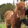 'She's our little baby': Sanctuary appeal for return of stolen Shetland pony
