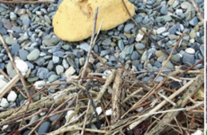 Storm Emma brings polystyrene from Holyhead marina to Greystones beaches