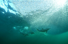 Deep Atlantic: 'If you can’t stand up, what's the difference between two and two thousand metres'