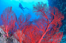Great Barrier Reef corals experiencing 'catastrophic die-off' as result of global warming
