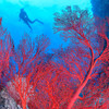 Great Barrier Reef corals experiencing 'catastrophic die-off' as result of global warming