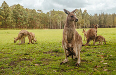 Brick-throwing Chinese zoo-goers kill a kangaroo and injure another