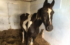 'There are horses across the main N2 road, at Darndale, and they are in bits'