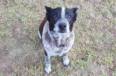 Deaf and partially blind dog led rescuers to child in Australian bushland after keeping her safe