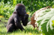 Aw, it's baby (gorilla's) first birthday