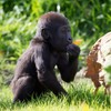 Aw, it's baby (gorilla's) first birthday