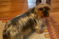 Family appeals for return of Trixie after van stolen with pet dog inside