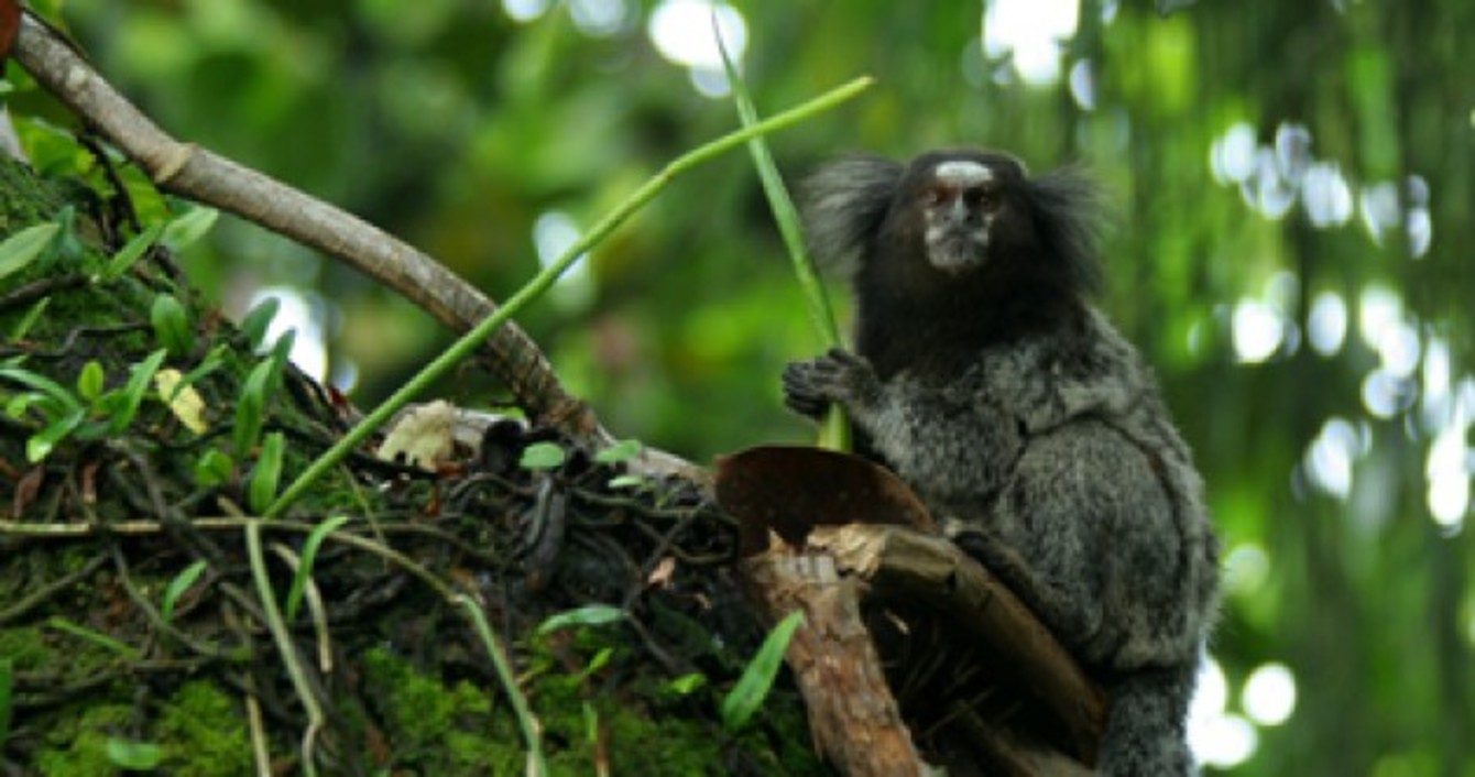 A decade of discovery1,200 new species found in Amazon rainforest