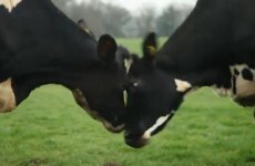 VIDEO: Happy cows are dancing cows