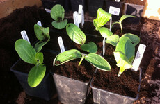 GIY: Courgettes are easy to grow and incredibly prolific, growing freakishly fast